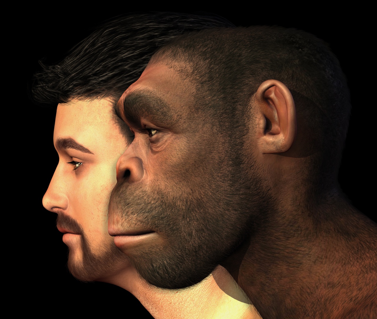 evolution of modern man evolution of modern man